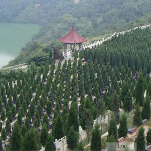 西安高橋墓園電話,高橋墓園如何